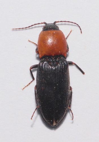 Cardiophorus gramineus